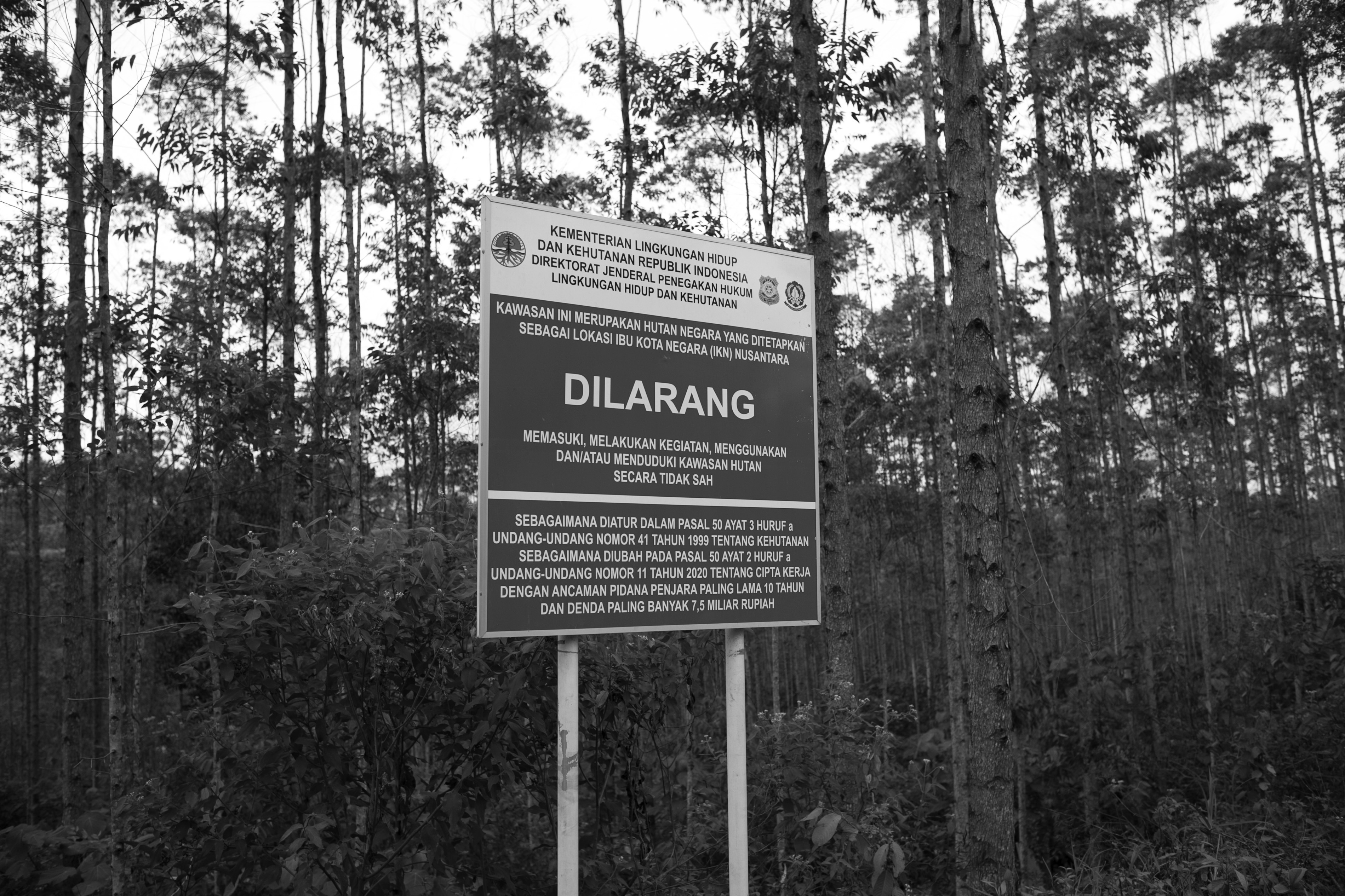 A sign marks the border of a state industrial plantation forest containing eucalyptus trees. (Project Multatuli)