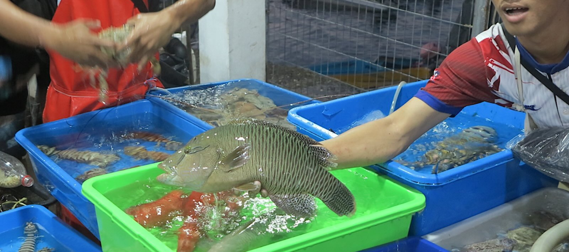 The image shows a man wearing a red and white-coloured tshirt holding the Humphead Wrasse at the live seafood market in Malaysia's Semporna. Multiple buckets full of other types of fish could be seen in the background.