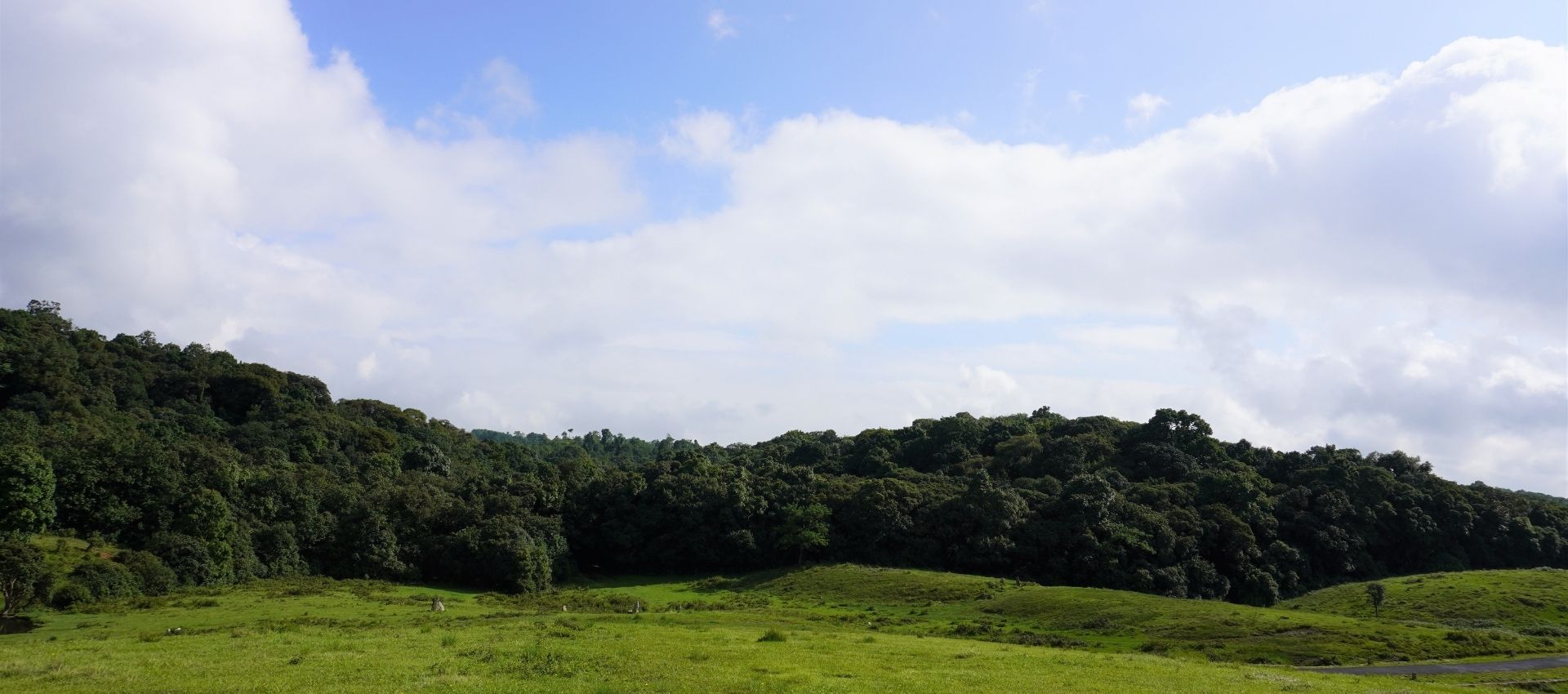 The image is from the Mawphlang Sacred Grove in Meghalaya.