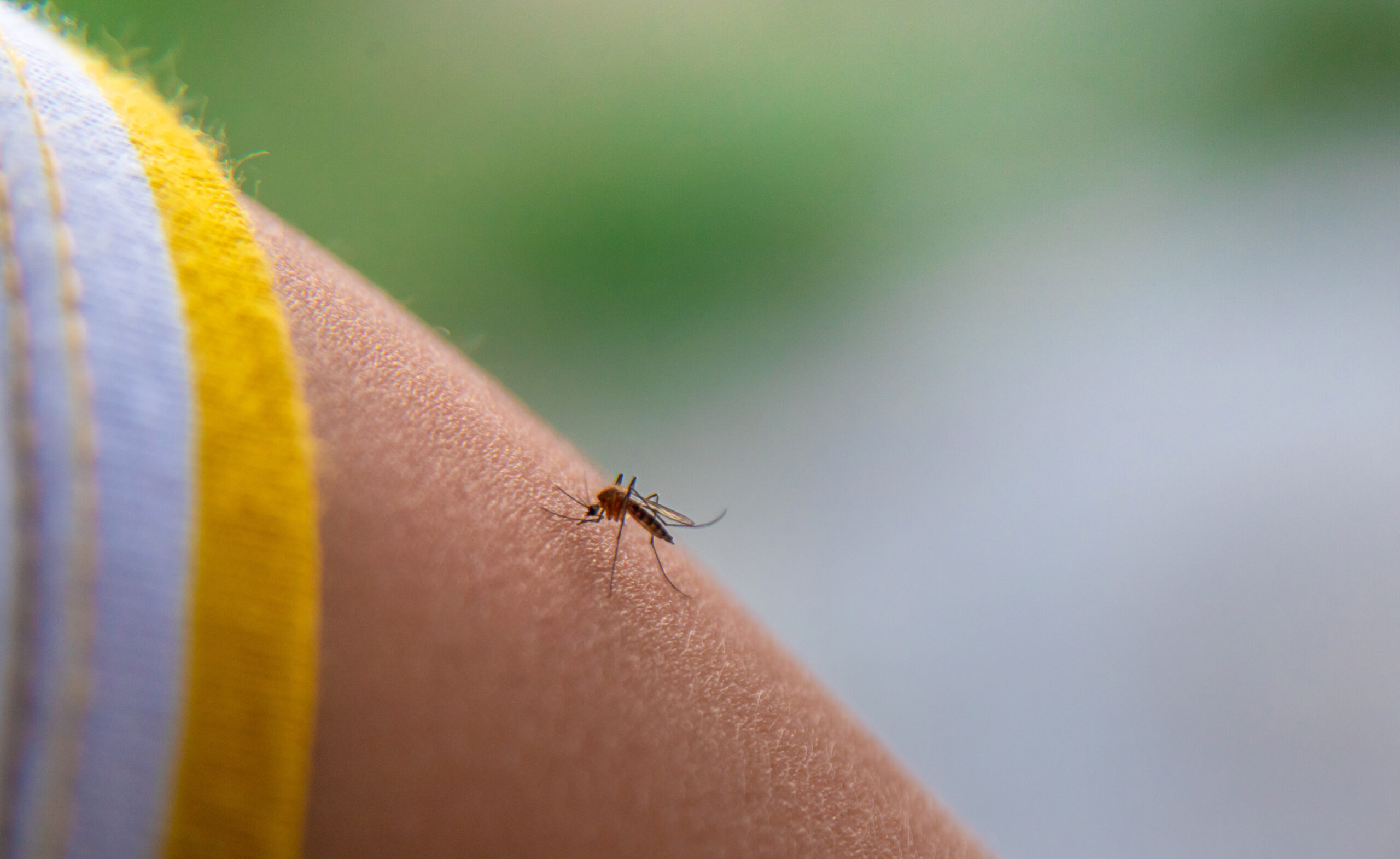 The image shows a mosquito sitting on a person's arm, who is seen wearing a striped shirt.