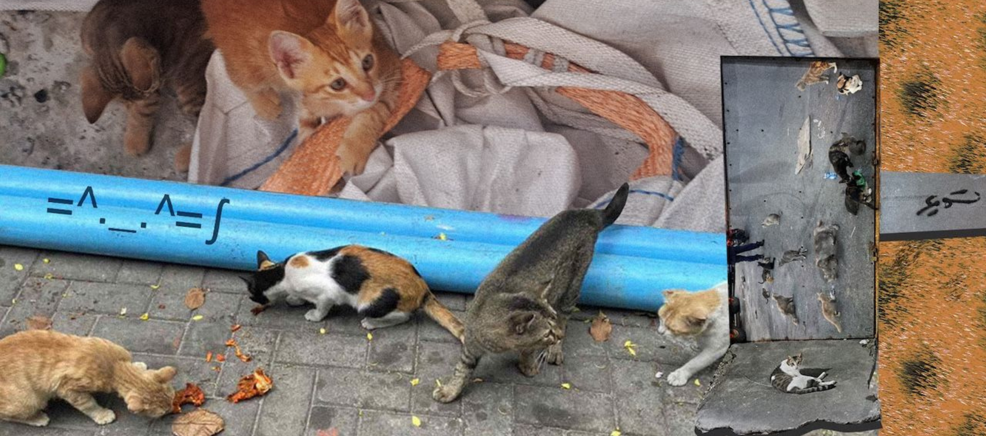 A collage showing several stray cats streets resting near discarded items in Male, Maldives.
