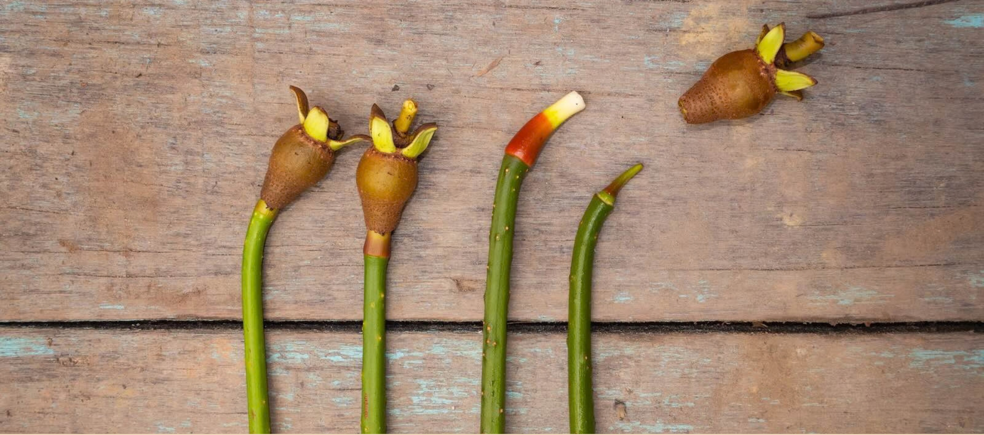 Four sprouting mangroves laid on a wooden surface, showing emerging green shoots and roots.