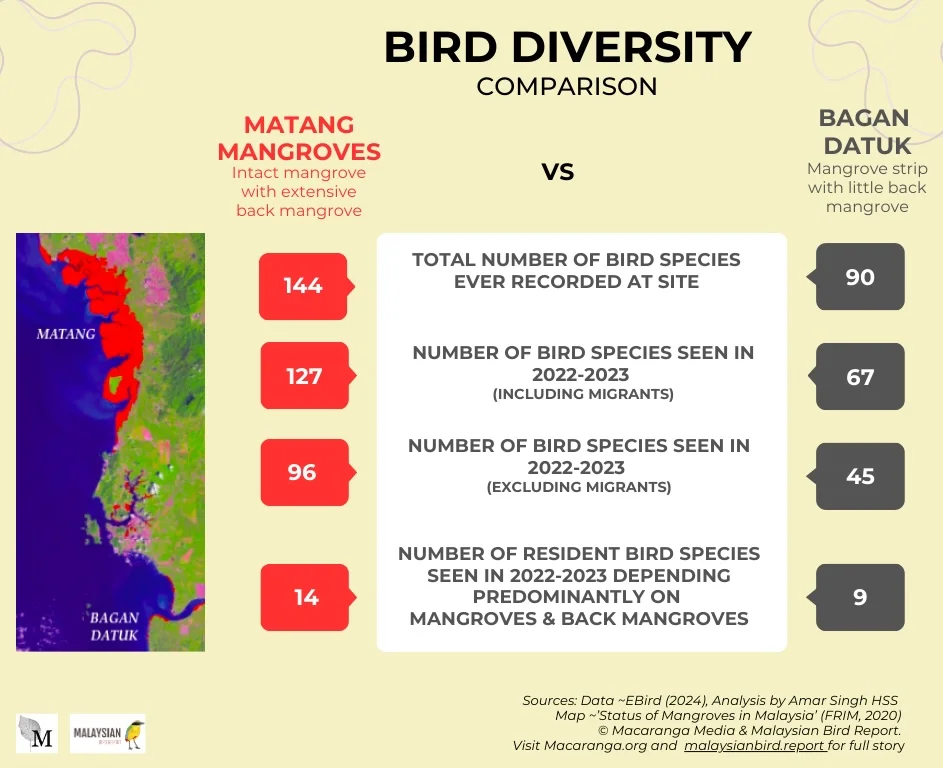 Graphic: Macaranga