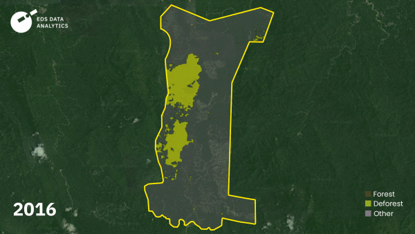 Deforestation that happened in PKNP’s oil palm plantation from 2016 to 2023. Photo: Malaysiakini.