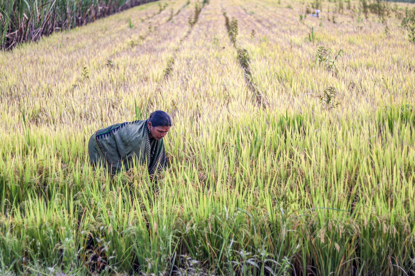Agricultural labourer Sunita Patil remembers that the flood waters rose to a height o 14 feet in the 2019 floods, and 2021 was no better. Photo: Sanket Jain/PARI