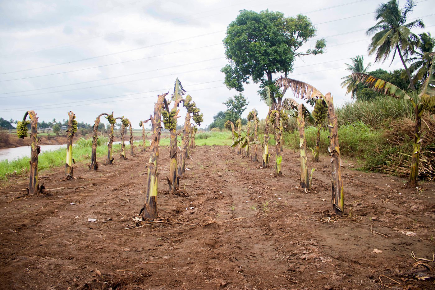 The July 2021 floods caused massive destruction to crops in Arjunwad, including these banana trees whose fruits were on the verge on being harvested. Photo: Sanket Jain/PARI