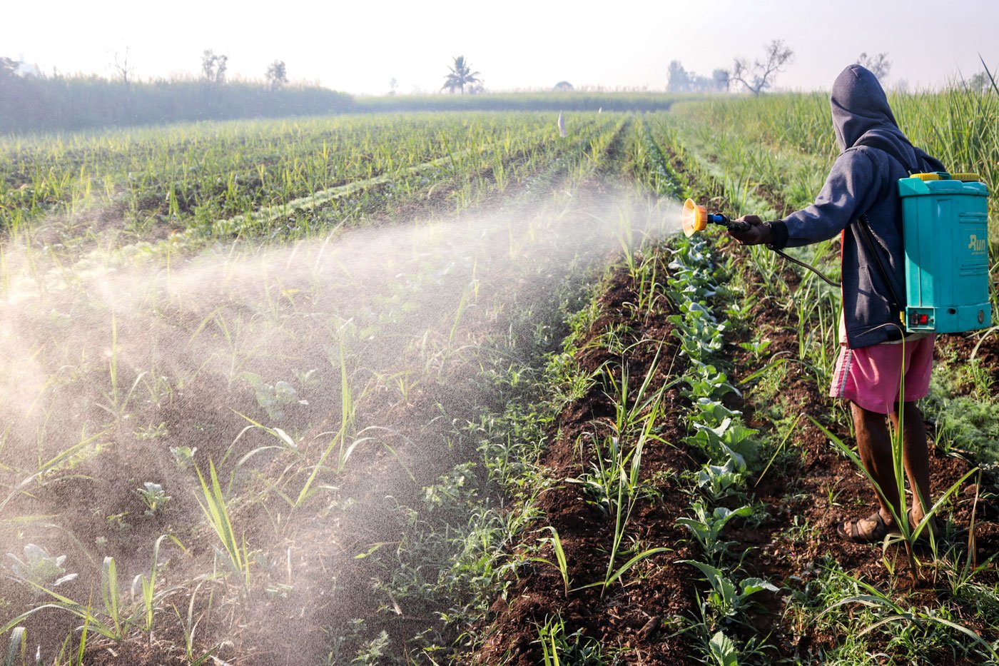 Farmers in the area are increasing their use of pesticides to hurry crop growth before excessive rain descends on their fields. Photo: Sanket Jain/PARI