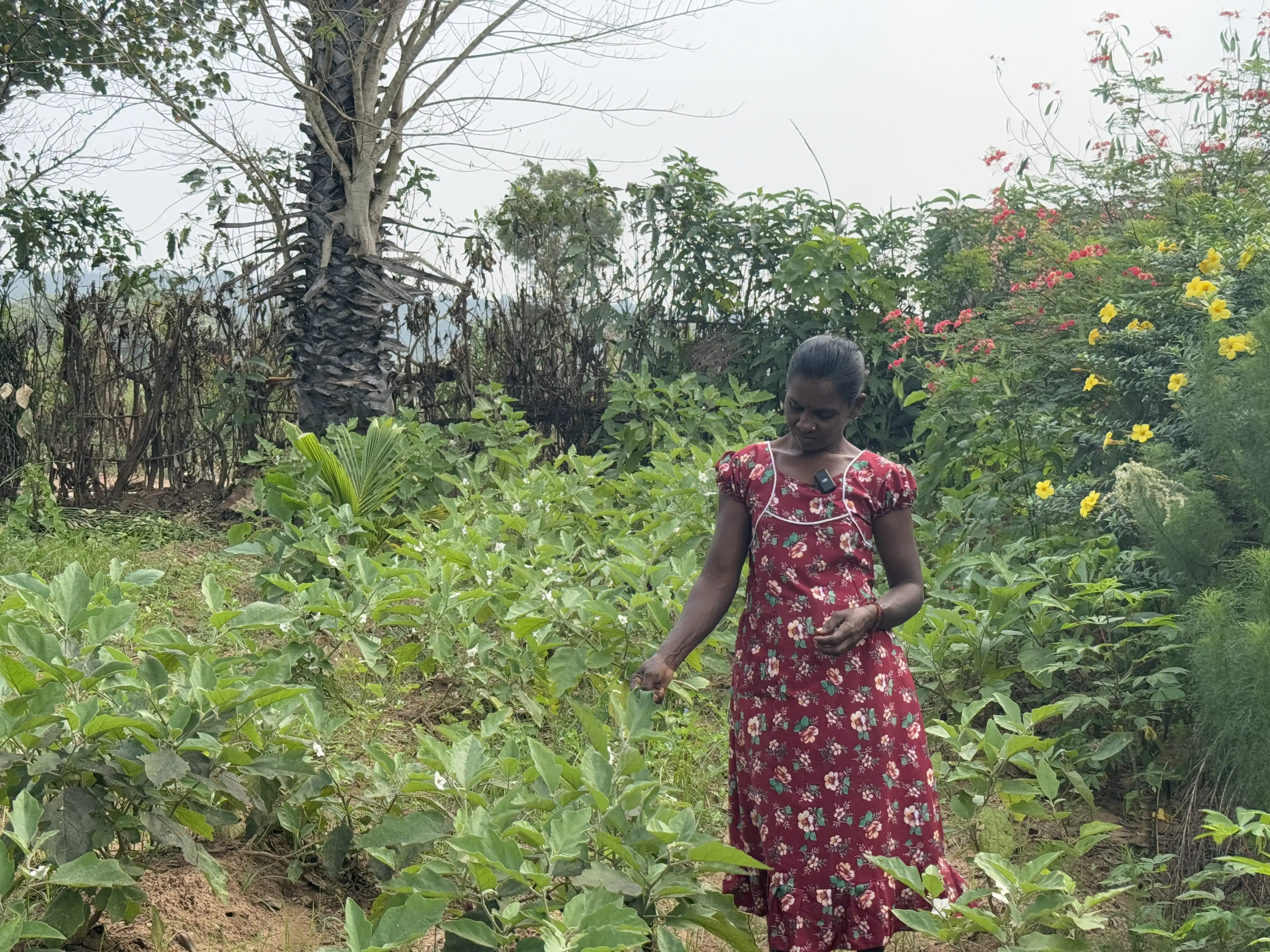 Rajeshwari inspects her eggplants to ensure the leaves are not infected with pests. She tells us that she has a few more weeks before she can harvest them. Photo: Rukshana Rizwie