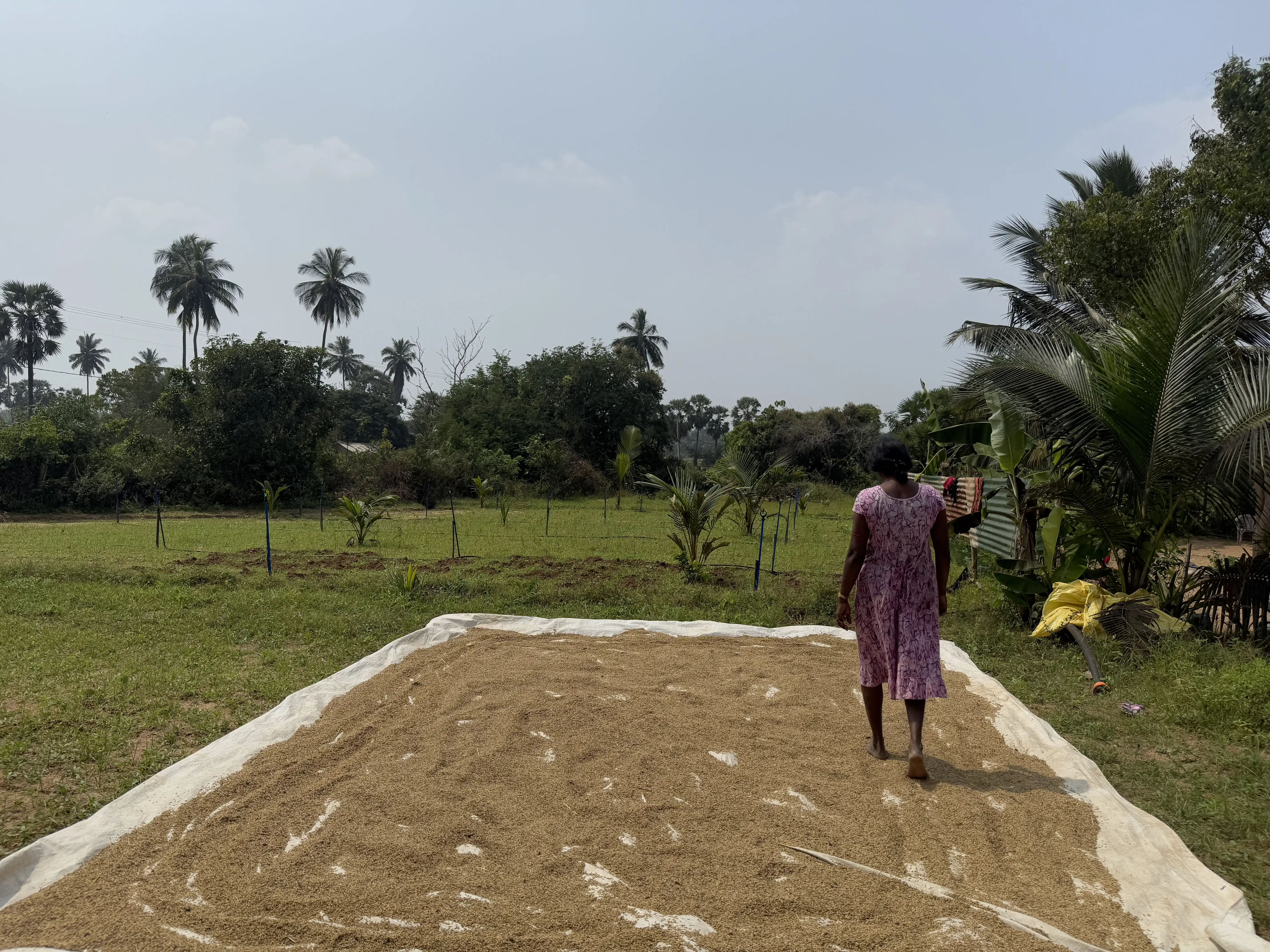 Sasikumar Ranjinidevi in her farm, tending to wheat. Photo: Rukshana Rizwie