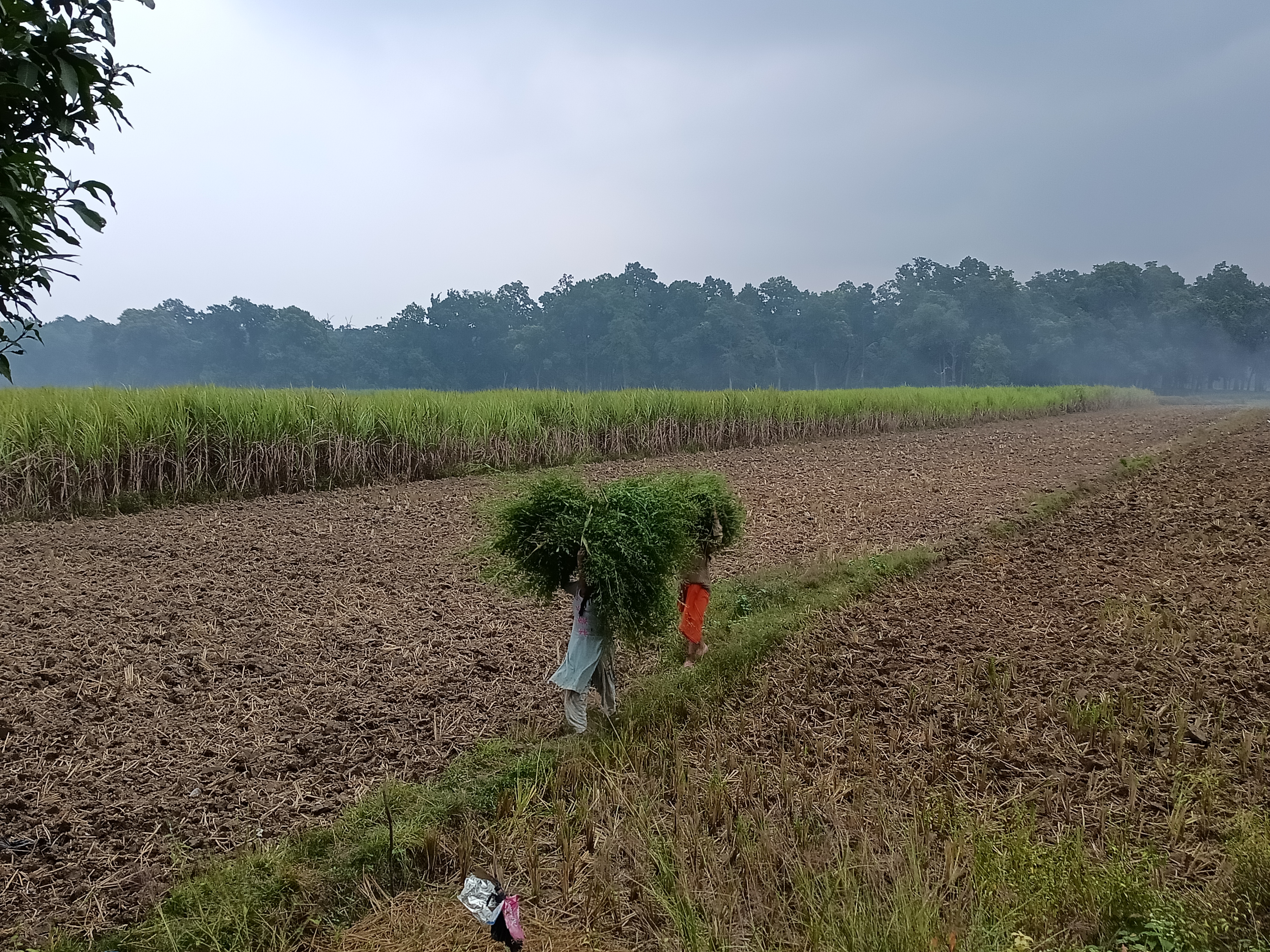 This is an image of women working in the fields. 