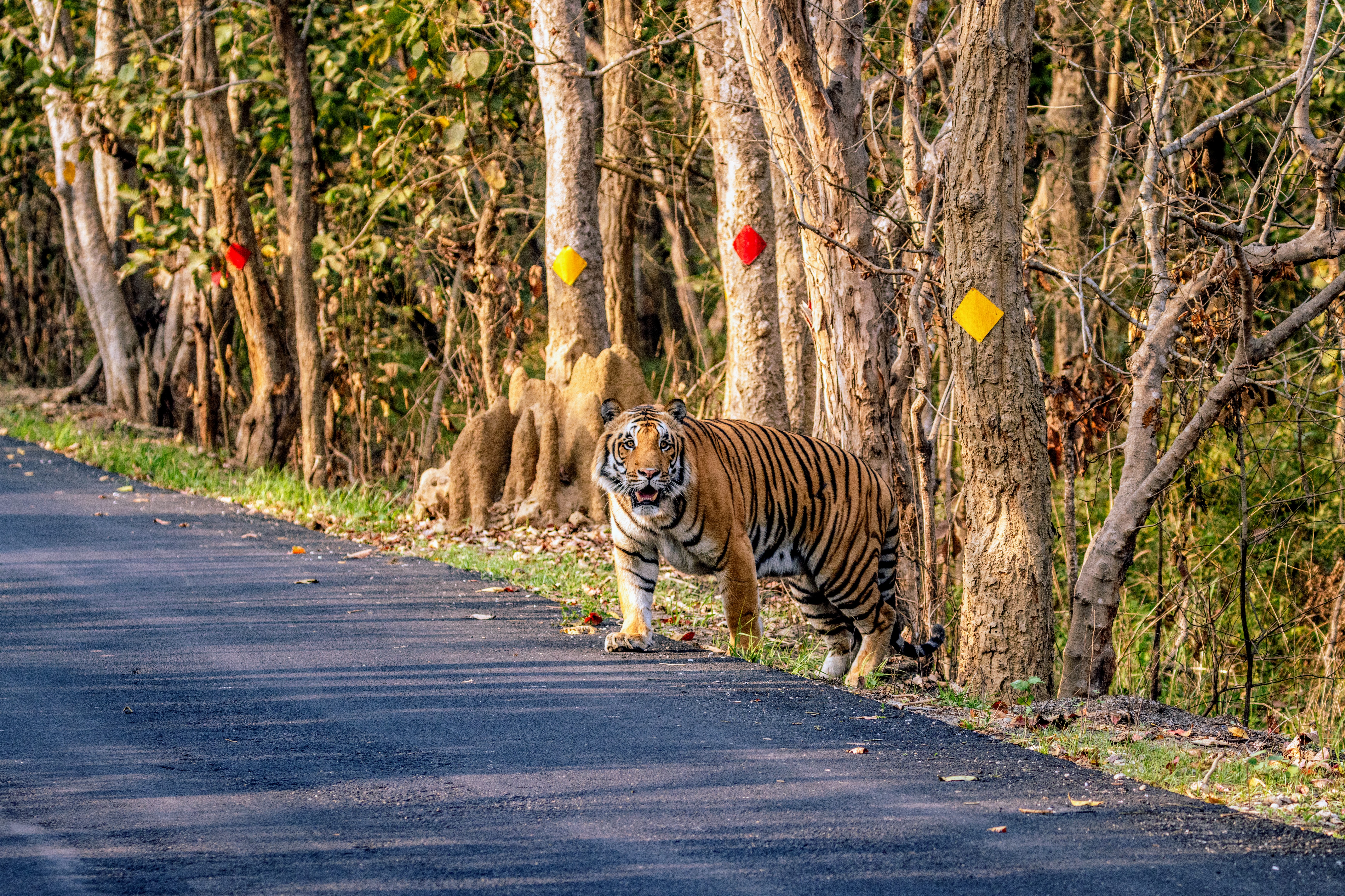 The image shows a tiger at the Haripur Forest Range in Pilibhit, Uttar Pradesh. 