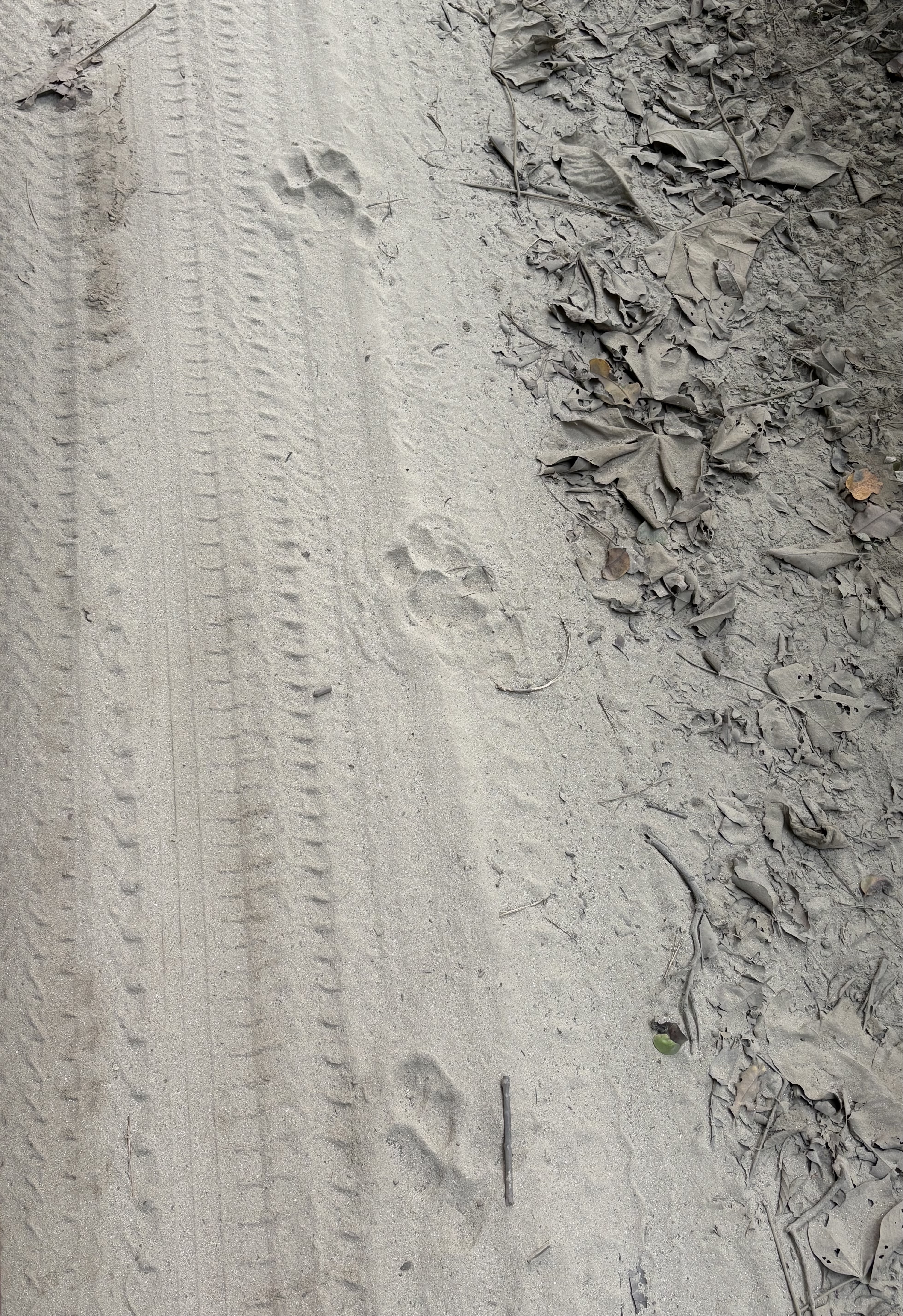 Tiger pugmarks on a canal path near Pilibhit.