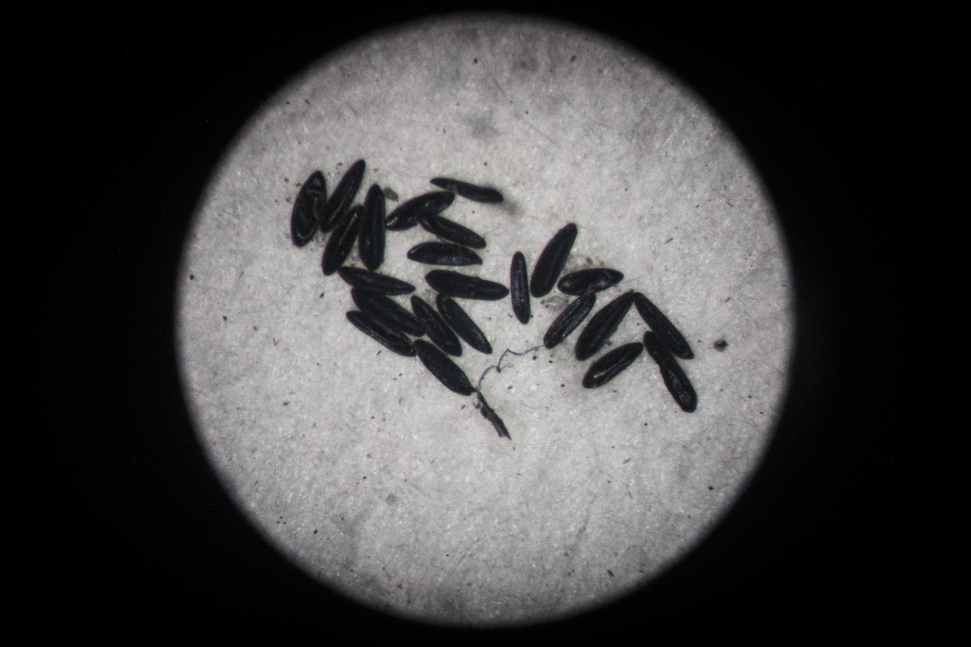 This image shows the life cycle of Aedes mosquito. 