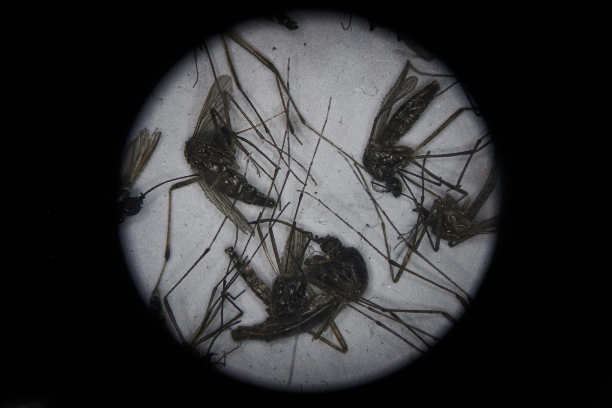 This image shows the life cycle of Aedes mosquito. 